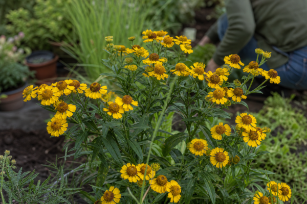 Helenium autumnale: cum se plantează și cum se îngrijește corect