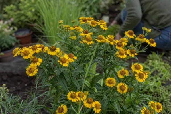 Helenium autumnale: cum se plantează și cum se îngrijește corect