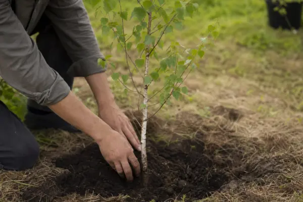 Mesteacănul (Betula pendula): plantare și îngrijire pas cu pas