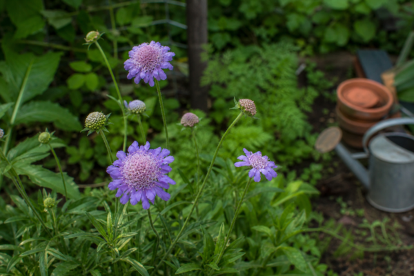 Scabiosa atropurpurea – sfaturi de plantare și îngrijire