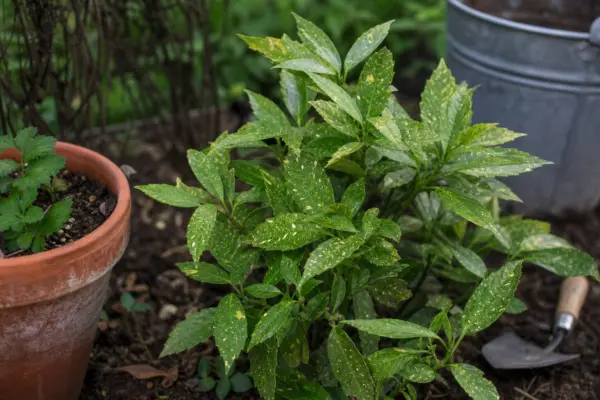 Aucuba (Aucuba japonica) – tot ce trebuie să știi despre plantare și îngrijire