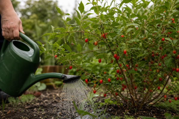 Goji (Lycium barbarum) – plantare, udare și întreținere
