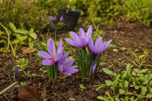 Brândușa de toamnă (Colchicum autumnale) – sfaturi de plantare și îngrijire