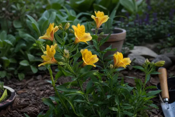 Crinul incașilor (Alstroemeria aurea) – tot ce trebuie să știi despre plantare și îngrijire