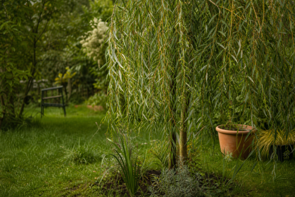 Salcie plângătoare (Salix babylonica) – plantare, îngrijire și greșeli de evitat