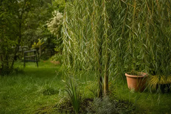 Salcie plângătoare (Salix babylonica) – plantare, îngrijire și greșeli de evitat