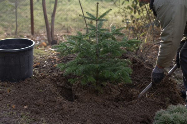 Brad de Crăciun (Abies nordmanniana) – de la plantare la întreținerea de zi cu zi