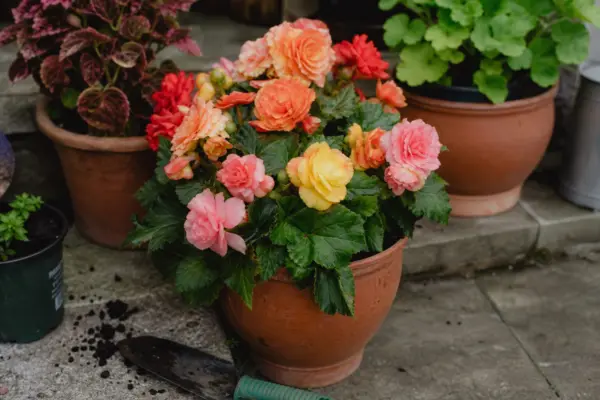 Begonie de grădină (Begonia semperflorens) – tot ce trebuie să știi despre plantare și îngrijire