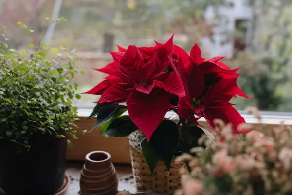 Steaua Crăciunului (Euphorbia pulcherrima) – sfaturi pentru plantare, creștere și întreținere