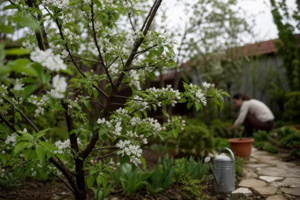 Măr decorativ (Malus floribunda) – de la plantare la întreținerea de zi cu zi