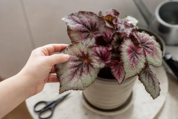 Begonia (Begonia rex): plantare și îngrijire pas cu pas