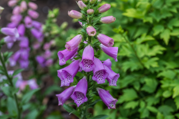 Digitalis sau degețelul (Digitalis purpurea): plantare și îngrijire pas cu pas
