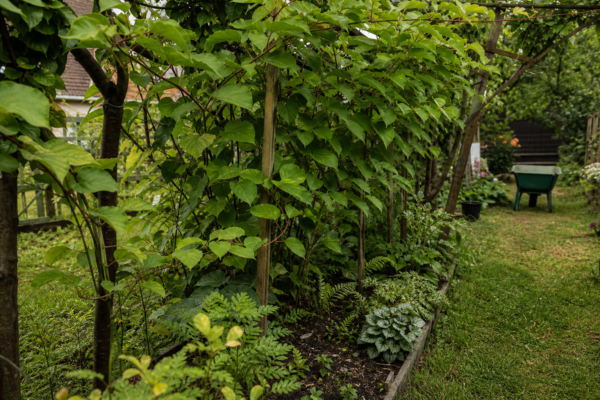 Kiwi (Actinidia arguta) – tot ce trebuie să știi despre plantare și îngrijire
