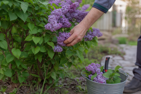 Liliac (Syringa vulgaris) – sfaturi pentru plantare, creștere și întreținere