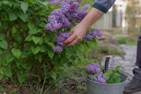 Liliac (Syringa vulgaris) – sfaturi pentru plantare, creștere și întreținere