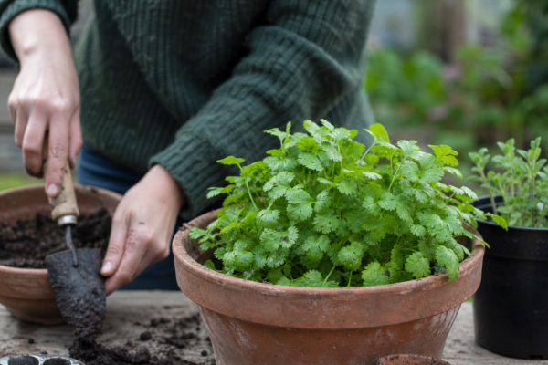 Coriandru (Coriandrum sativum) – sfaturi pentru plantare, creștere și întreținere