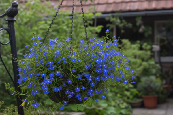 Lobelia erinus – tot ce trebuie să știi despre plantare și îngrijire