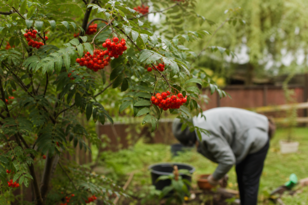 Scoruș (Sorbus aucuparia) – plantare, udare și întreținere