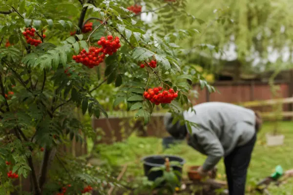 Scoruș (Sorbus aucuparia) – plantare, udare și întreținere
