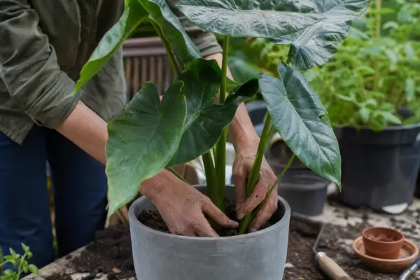 Urechea elefantului (Alocasia amazonica) – plantare, udare și întreținere