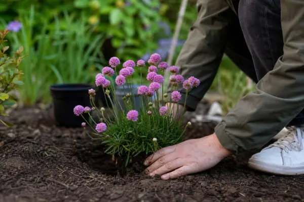 Garofița de mare (Armeria maritima) – plantare și îngrijire pas cu pas