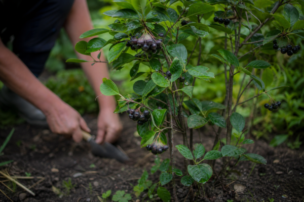 Aronia melanocarpa – tot ce trebuie să știi despre plantare și îngrijire