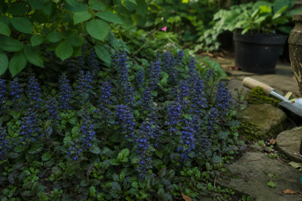 Ajuga reptans – condiții de creștere, plantare și îngrijire