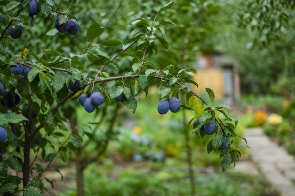 Prun (Prunus domestica): ce condiții cere și cum o îngrijești