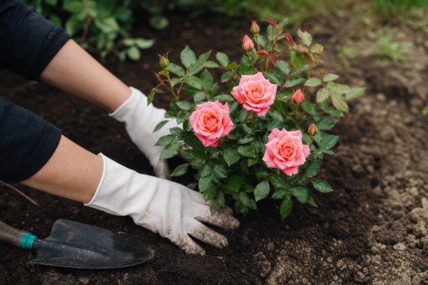 Trandafirul (Rosa): plantare și îngrijire pas cu pas