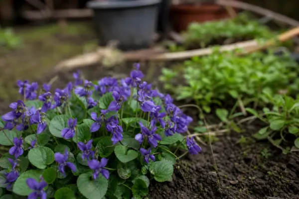 Toporaș (Viola odorata) – sfaturi pentru plantare, creștere și întreținere