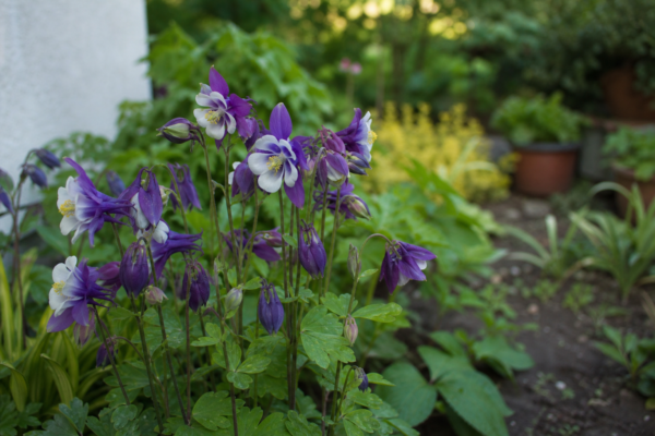 Căldărușa (Aquilegia vulgaris) – plantare, îngrijire și greșeli de evitat