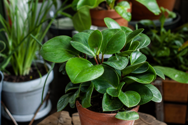 Peperomia obtusifolia – de la plantare la întreținerea de zi cu zi