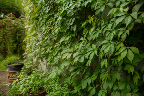 Viță de Canada (Parthenocissus quinquefolia) – sfaturi pentru plantare, creștere și întreținere
