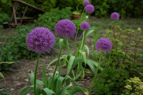 Allium ornamental (Allium giganteum) – plantare, îngrijire și greșeli de evitat