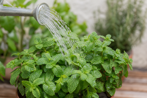Menta (Mentha piperita): plantare, udare și întreținere