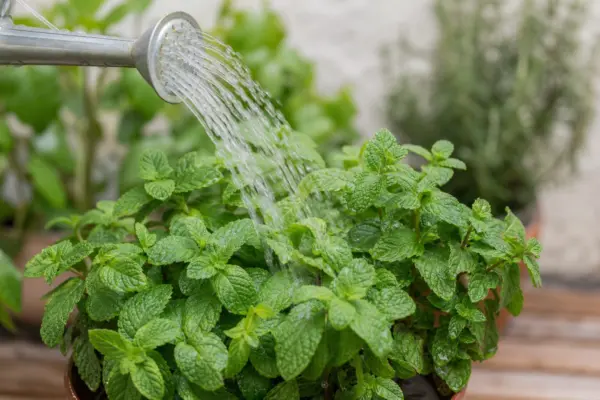 Menta (Mentha piperita): plantare, udare și întreținere
