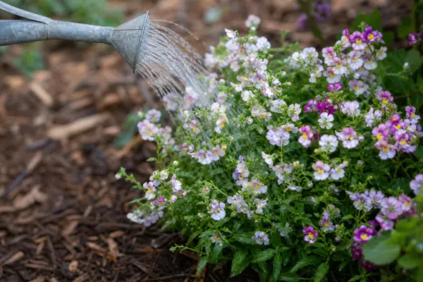Nemesia (Nemesia strumosa): plantare, udare și întreținere
