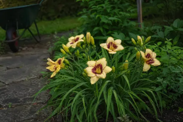 Crinul de o zi (Hemerocallis hybrida) – plantare, îngrijire și greșeli de evitat