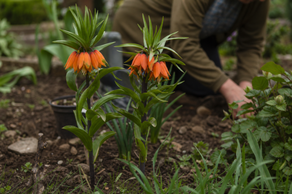 Coroana imperială (Fritillaria imperialis) – plantare, udare și întreținere