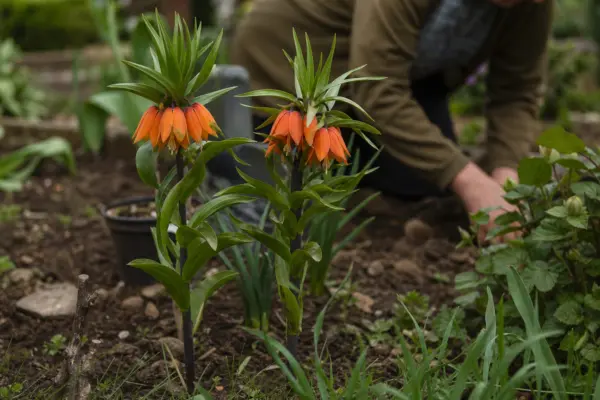 Coroana imperială (Fritillaria imperialis) – plantare, udare și întreținere