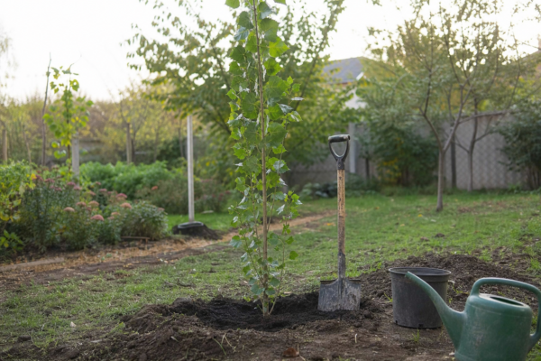 Plop piramidal (Populus nigra Italica) – sfaturi de plantare și îngrijire