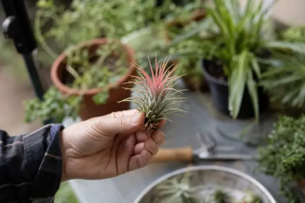 Tillandsia (Tillandsia ionantha) – de la plantare la întreținerea de zi cu zi
