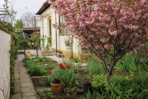 Cireș ornamental (Prunus subhirtella) – plantare și îngrijire pas cu pas