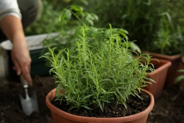 Tarhon (Artemisia dracunculus) – plantare, îngrijire și greșeli de evitat