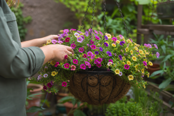 Calibrachoa (Calibrachoa hybrida) – sfaturi pentru plantare, creștere și întreținere