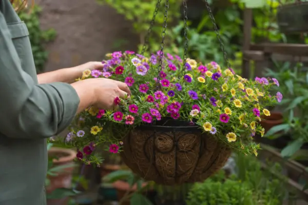 Calibrachoa (Calibrachoa hybrida) – sfaturi pentru plantare, creștere și întreținere