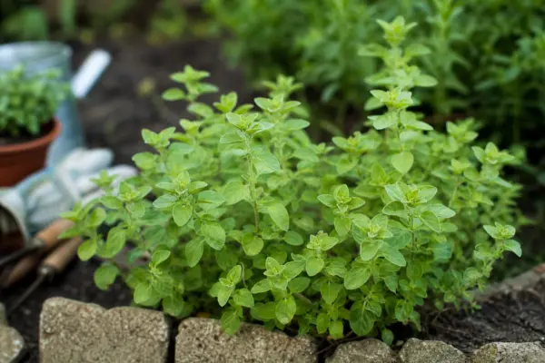 Oregano (Origanum vulgare) – condiții de creștere, plantare și îngrijire