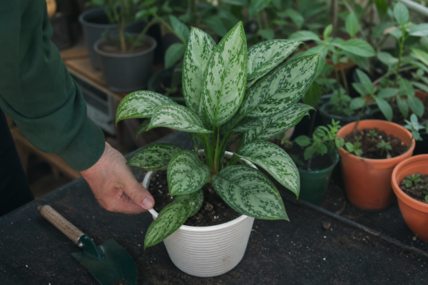 Aglaonema commutatum: cum se plantează și cum se îngrijește corect