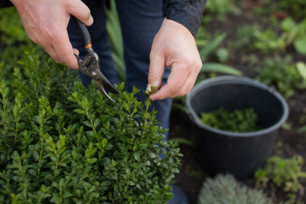 Buxus sempervirens: ce condiții cere și cum o îngrijești