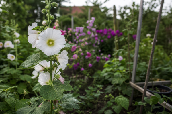 Nalba de grădină (Alcea rosea) – ghid complet de cultivare și îngrijire